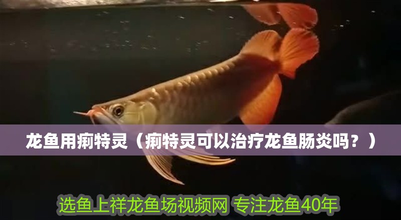 龍魚用痢特靈（痢特靈可以治療龍魚腸炎嗎？）