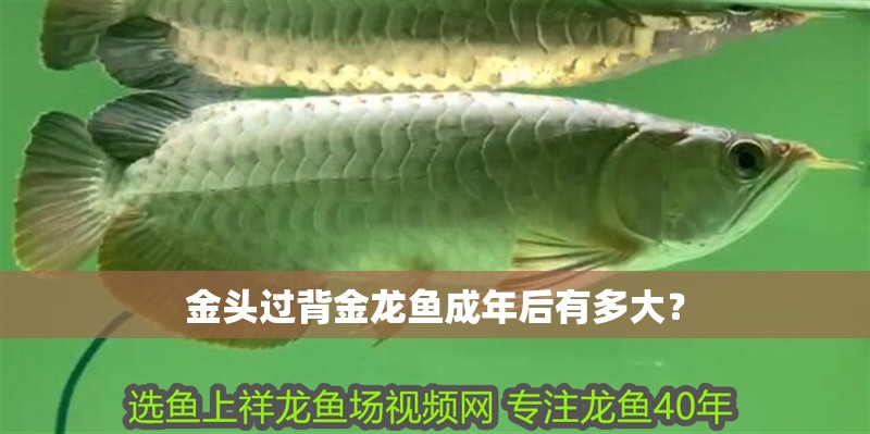金頭過背金龍魚成年后有多大？
