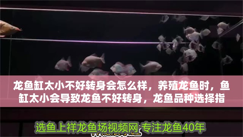 龍魚缸太小不好轉身會怎么樣，養殖龍魚時，魚缸太小會導致龍魚不好轉身，龍魚品種選擇指南 龍魚缸太小不好轉身會怎么樣，養殖龍魚時，魚缸太小會導致龍魚不好轉身，龍魚品種選擇指南 魚缸百科