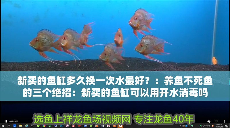 新買的魚缸多久換一次水最好？：養魚不死魚的三個絕招：新買的魚缸可以用開水消毒嗎