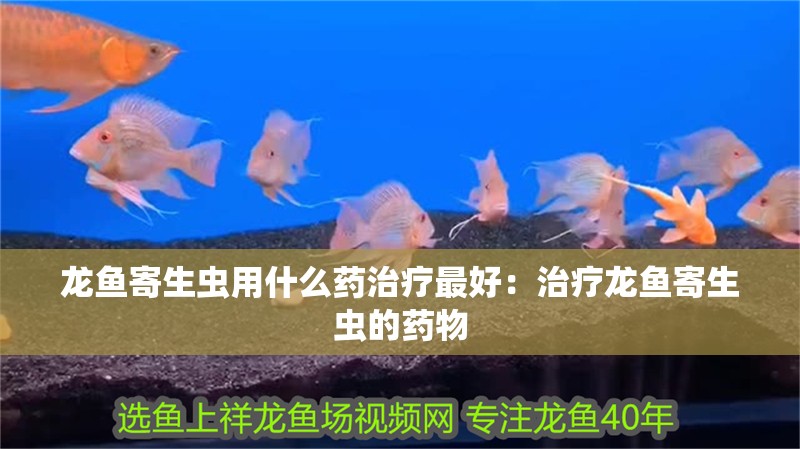 龍魚寄生蟲用什么藥治療最好：治療龍魚寄生蟲的藥物