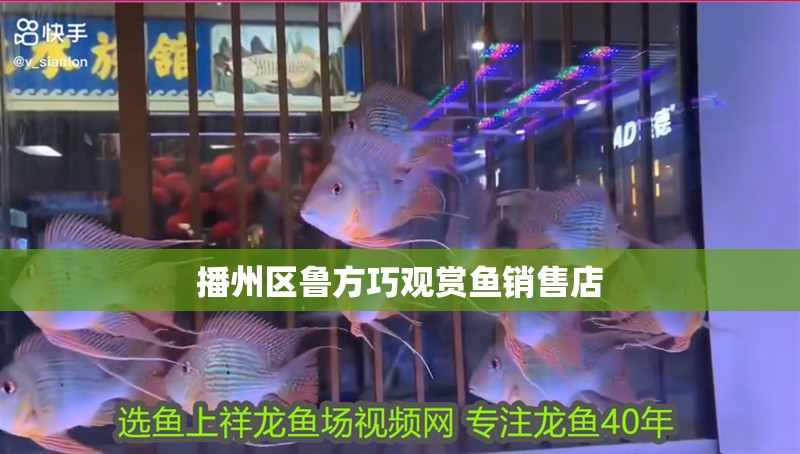 播州區(qū)魯方巧觀賞魚銷售店