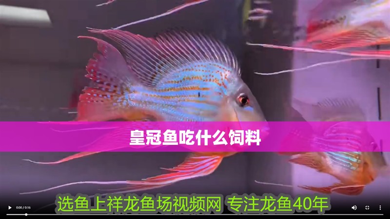 皇冠魚吃什么飼料