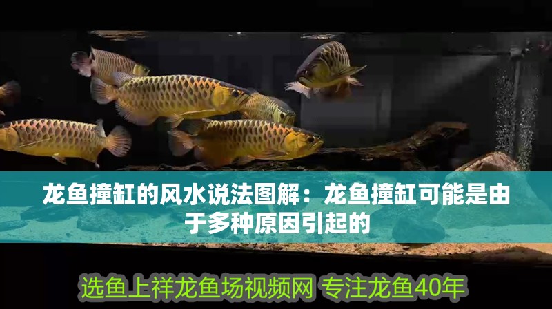 龍魚撞缸的風水說法圖解：龍魚撞缸可能是由于多種原因引起的