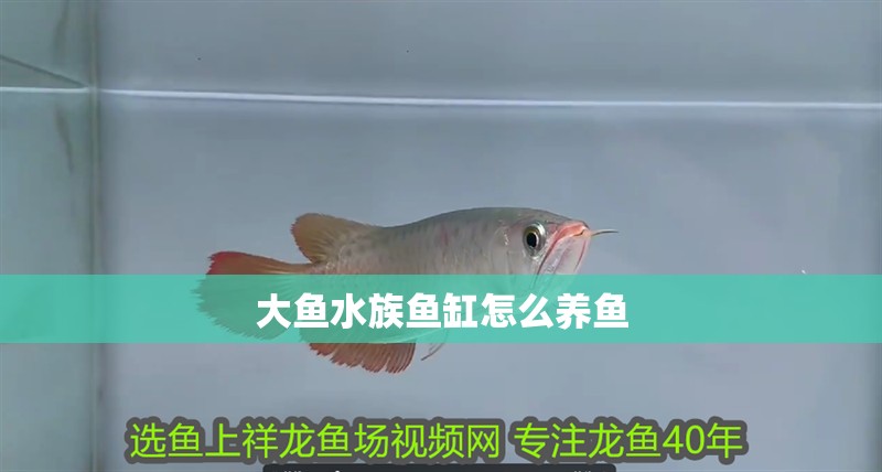 大魚水族魚缸怎么養(yǎng)魚