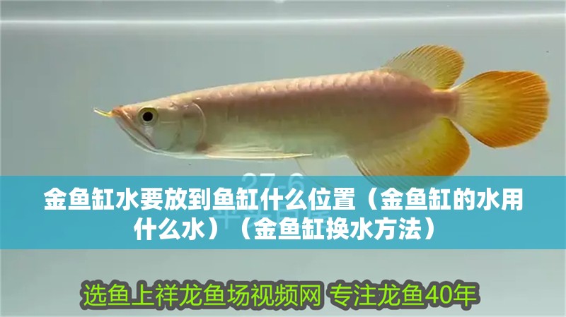 金魚缸水要放到魚缸什么位置（金魚缸的水用什么水）（金魚缸換水方法）
