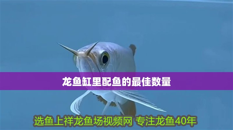 龍魚缸里配魚的最佳數量
