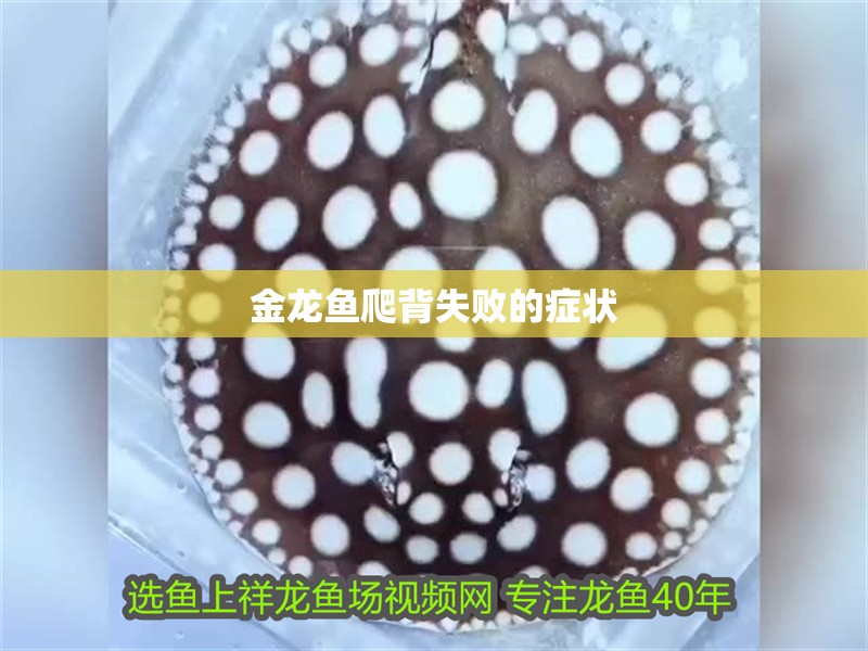 金龍魚爬背失敗的癥狀
