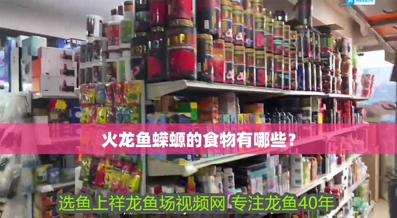 火龍魚蠑螈的食物有哪些？