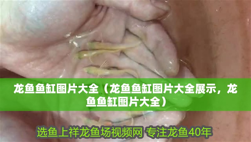 龍魚魚缸圖片大全（龍魚魚缸圖片大全展示，龍魚魚缸圖片大全）