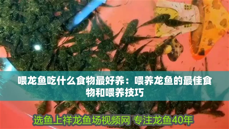 喂龍魚吃什么食物最好養：喂養龍魚的最佳食物和喂養技巧
