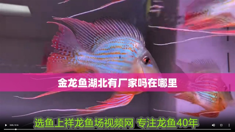 金龍魚湖北有廠家嗎在哪里