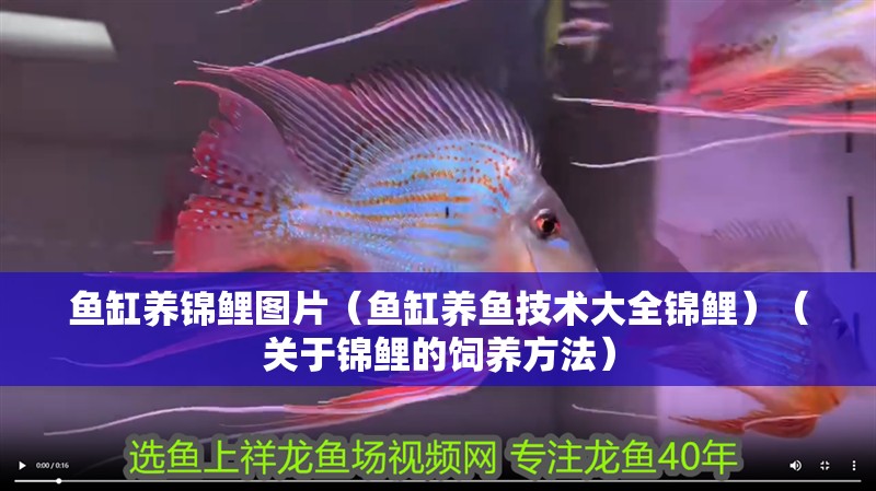 魚缸養錦鯉圖片（魚缸養魚技術大全錦鯉）（關于錦鯉的飼養方法）