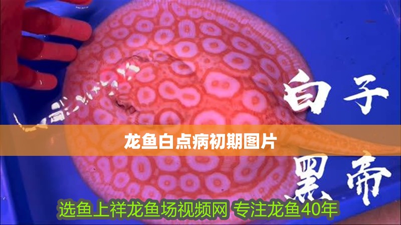 龍魚白點病初期圖片