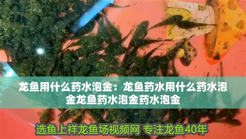 龍魚用什么藥水泡金：龍魚藥水用什么藥水泡金龍魚藥水泡金藥水泡金