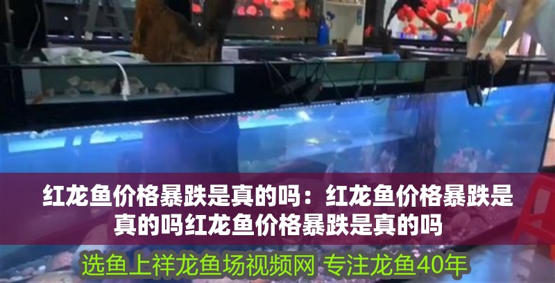 紅龍魚價格暴跌是真的嗎：紅龍魚價格暴跌是真的嗎紅龍魚價格暴跌是真的嗎