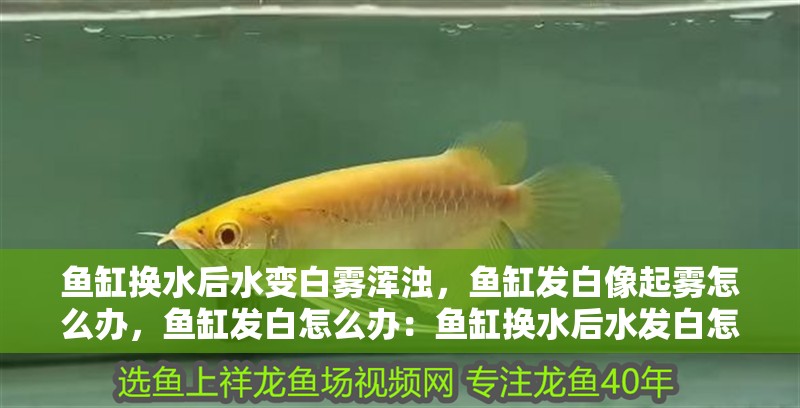 魚缸換水后水變白霧渾濁，魚缸發白像起霧怎么辦，魚缸發白怎么辦：魚缸換水后水發白怎么辦