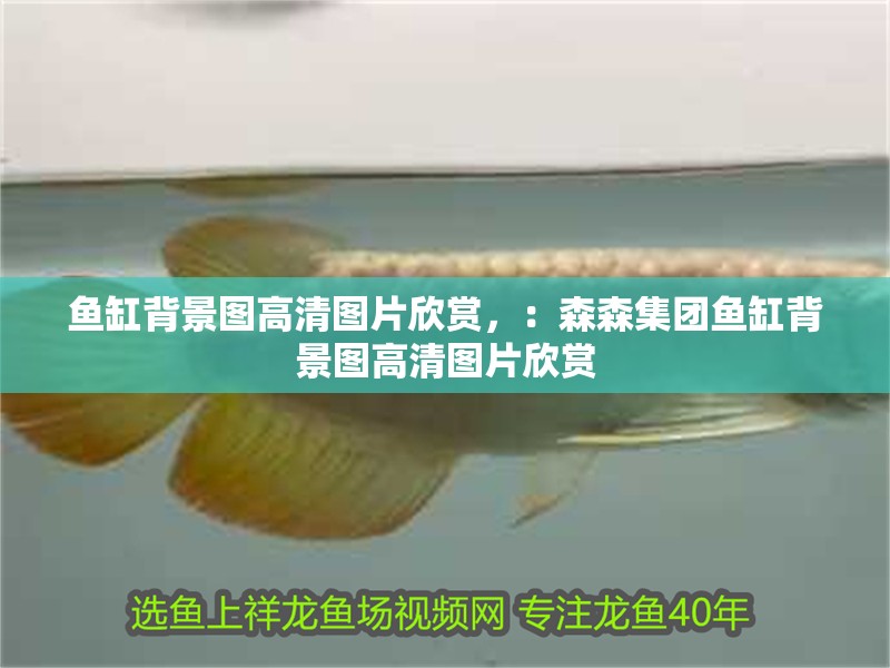 魚缸背景圖高清圖片欣賞，：森森集團魚缸背景圖高清圖片欣賞