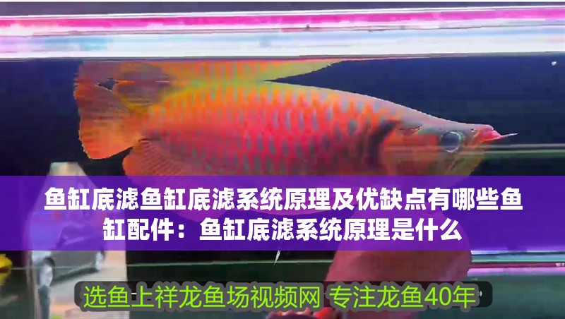 魚缸底濾魚缸底濾系統(tǒng)原理及優(yōu)缺點(diǎn)有哪些魚缸配件：魚缸底濾系統(tǒng)原理是什么