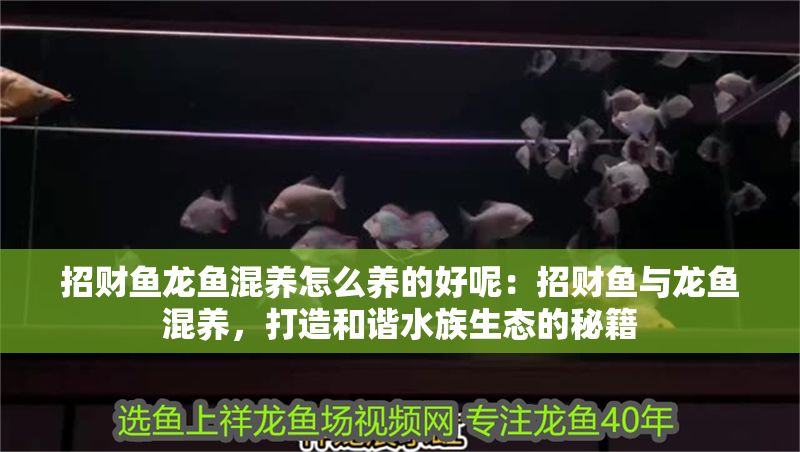 招財魚龍魚混養怎么養的好呢：招財魚與龍魚混養，打造和諧水族生態的秘籍