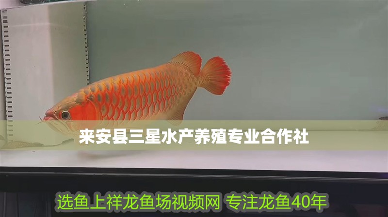 來安縣三星水產養殖專業合作社