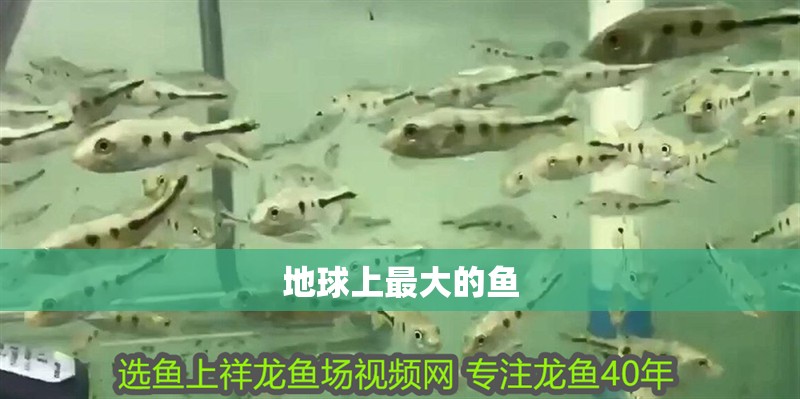 地球上最大的魚