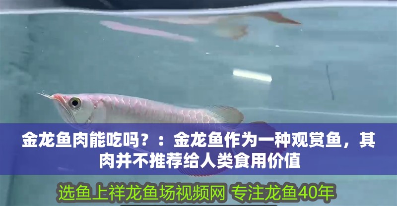 金龍魚肉能吃嗎？：金龍魚作為一種觀賞魚，其肉并不推薦給人類食用價值