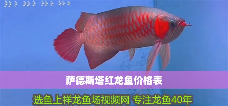 薩德斯塔紅龍魚價(jià)格表
