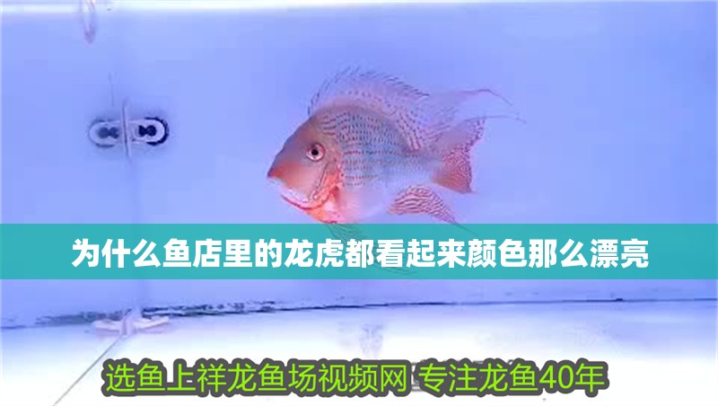 為什么魚店里的龍虎都看起來顏色那么漂亮