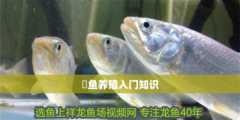 魟魚養殖入門知識 魟魚養殖入門知識 龍魚論壇