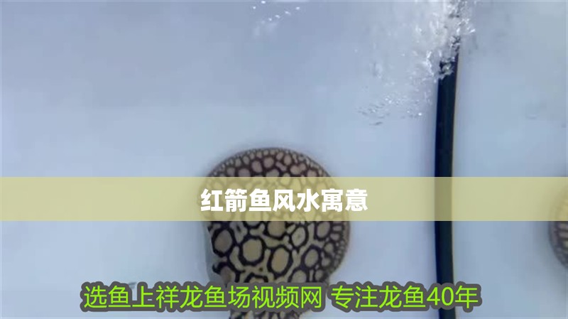 紅箭魚風水寓意