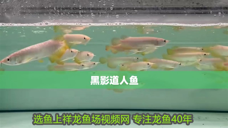 黑影道人魚