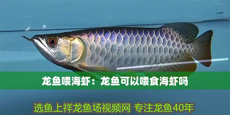 龍魚喂海蝦：龍魚可以喂食海蝦嗎