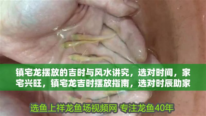 鎮(zhèn)宅龍擺放的吉時與風(fēng)水講究，選對時間，家宅興旺，鎮(zhèn)宅龍吉時擺放指南，選對時辰助家宅興旺
