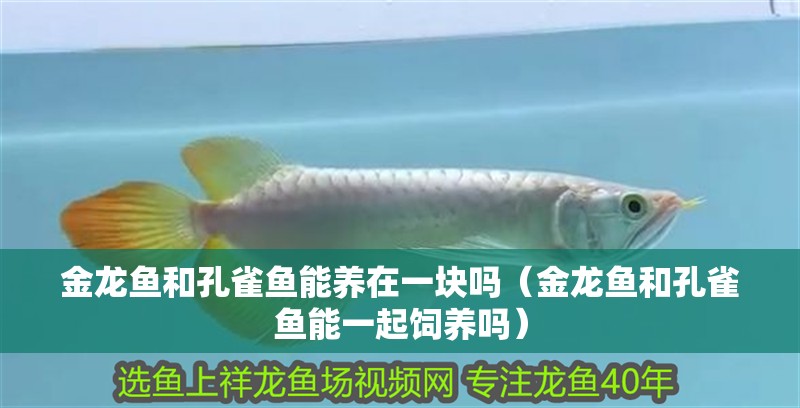 金龍魚(yú)和孔雀魚(yú)能養(yǎng)在一塊嗎（金龍魚(yú)和孔雀魚(yú)能一起飼養(yǎng)嗎）