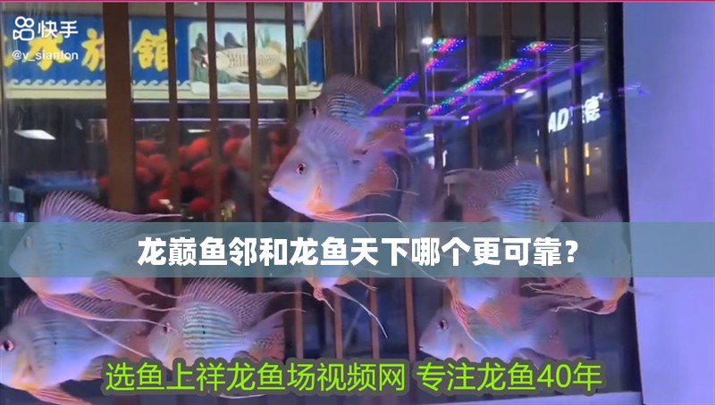 龍巔魚鄰和龍魚天下哪個更可靠？