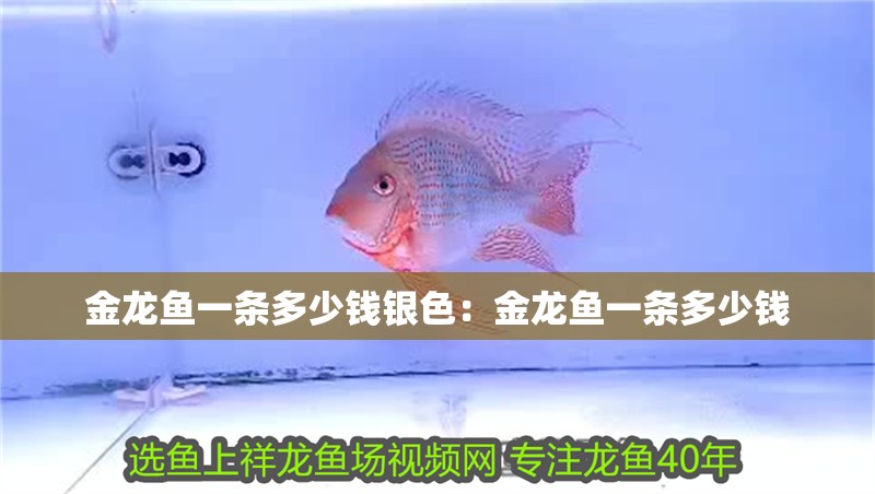 金龍魚一條多少錢銀色：金龍魚一條多少錢