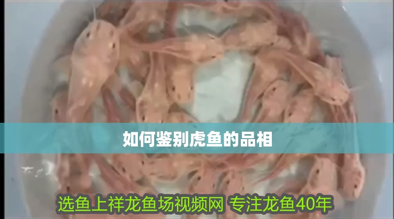 如何鑒別虎魚的品相