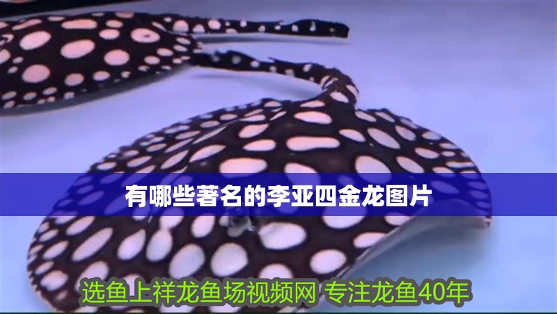 魚缸用增氧泵價格是多少:魚缸增氧機-xtrac增氧機-xtrac增氧機 有哪些著名的李亞四金龍圖片 龍魚論壇 有哪些著名的李亞四金龍圖片 有哪些著名的李亞四金龍圖片 龍魚論壇