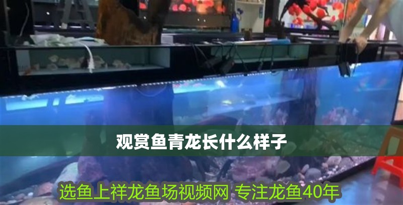 觀賞魚青龍長什么樣子