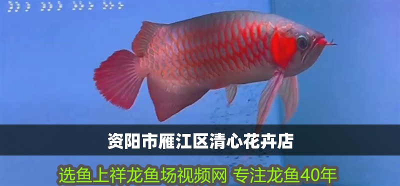 資陽(yáng)市雁江區(qū)清心花卉店