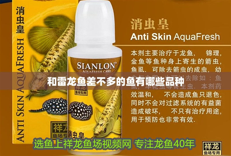 魚缸過濾器選購指南:自制魚缸過濾器魚缸上置過濾器對于養魚愛好者的必備知識 和雷龍魚差不多的魚有哪些品種 龍魚百科 和雷龍魚差不多的魚有哪些品種 和雷龍魚差不多的魚有哪些品種 龍魚百科