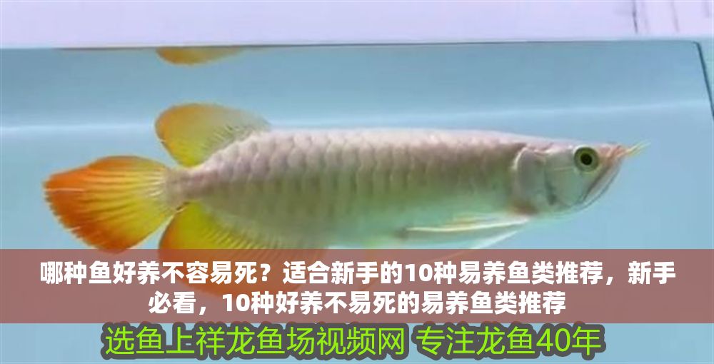 哪種魚好養(yǎng)不容易死？適合新手的10種易養(yǎng)魚類推薦，新手必看，10種好養(yǎng)不易死的易養(yǎng)魚類推薦