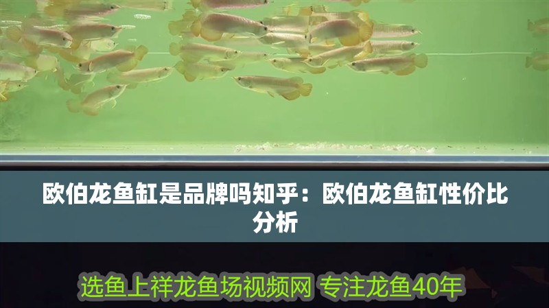 歐伯龍魚缸是品牌嗎知乎：歐伯龍魚缸性價比分析