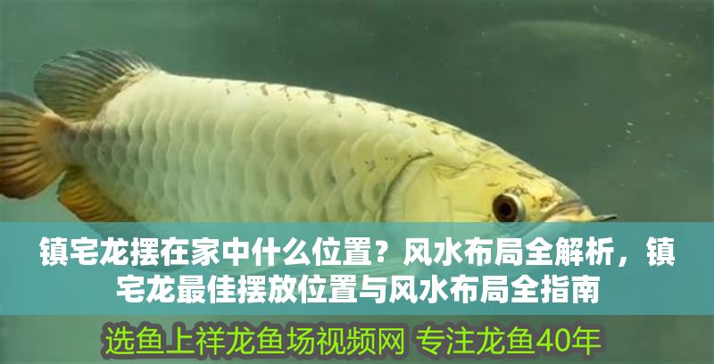 鎮宅龍擺在家中什么位置？風水布局全解析，鎮宅龍最佳擺放位置與風水布局全指南