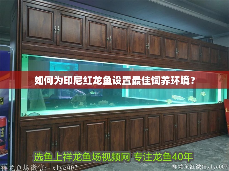 如何為印尼紅龍魚設置最佳飼養環境？