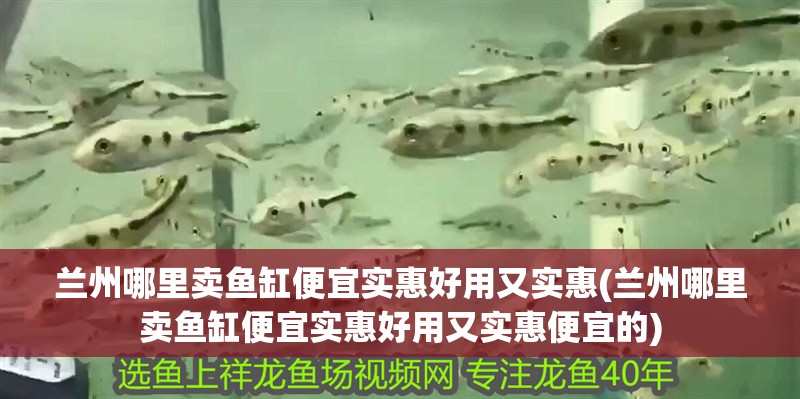 蘭州哪里賣魚缸便宜實惠好用又實惠(蘭州哪里賣魚缸便宜實惠好用又實惠便宜的)