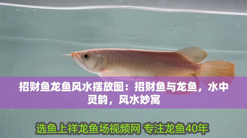 招財魚龍魚風水擺放圖：招財魚與龍魚，水中靈韻，風水妙寓
