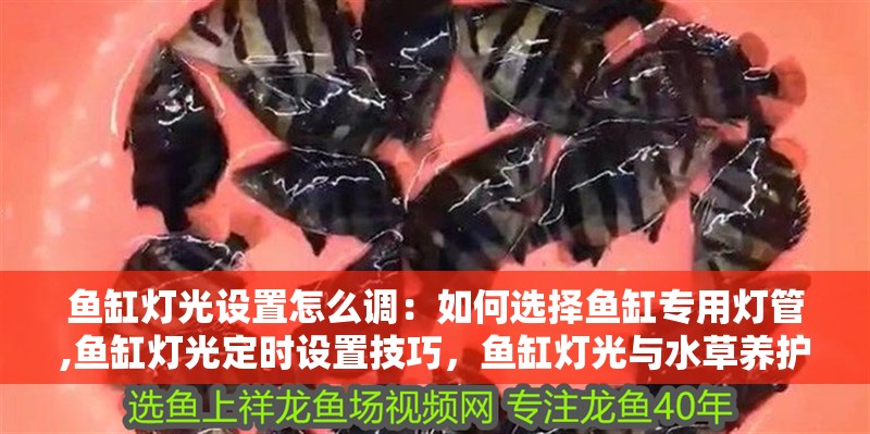 魚缸燈光設置怎么調：如何選擇魚缸專用燈管,魚缸燈光定時設置技巧，魚缸燈光與水草養護關系