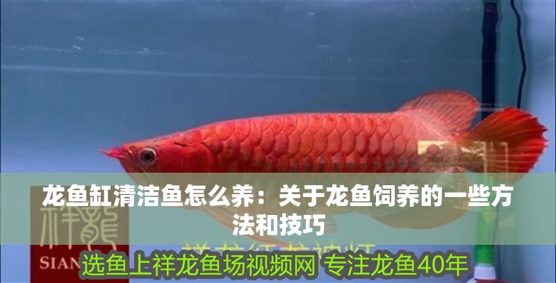 龍魚缸清潔魚怎么養：關于龍魚飼養的一些方法和技巧